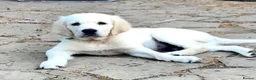 Golden Retriever dogs for sale: Klaus - Advert 13