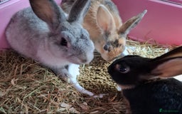 Mixed Breed rabbits for sale: Netherland dwarf x Dutch rabbits - Image 2