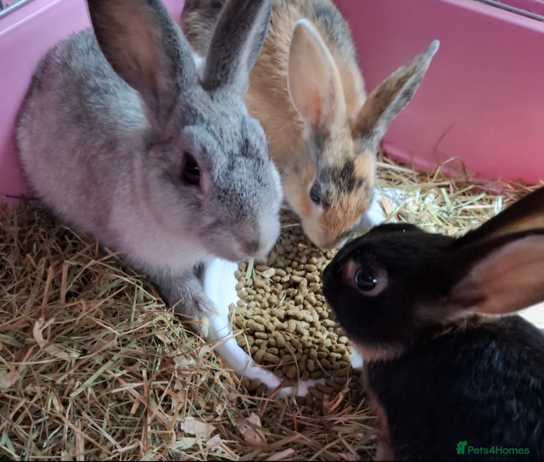 Mixed Breed rabbits for sale: Netherland dwarf x Dutch rabbits - Image 2