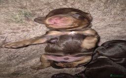 Cockapoo dogs for sale: Teddy cockapoos ready 20th Dec - Image 1