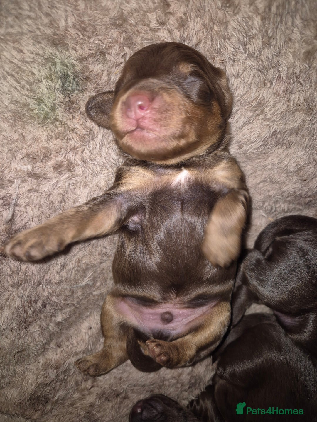 Cockapoo dogs for sale: Teddy cockapoos ready 20th Dec - Image 1