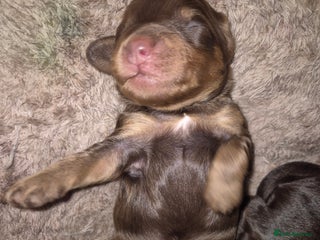 Cockapoo dogs Teddy cockapoos ready 20th Dec - Advert 2