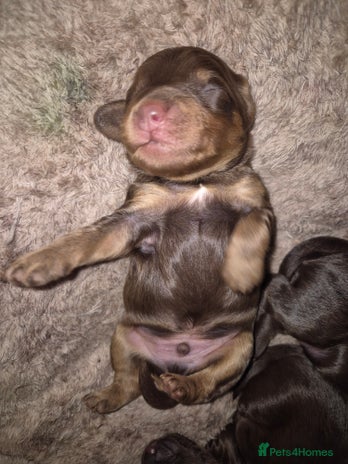 Cockapoo dogs - Advert 1