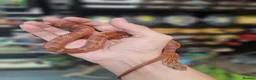 Corn Snake reptiles for sale: Pied cornsnake baby  - Advert 2