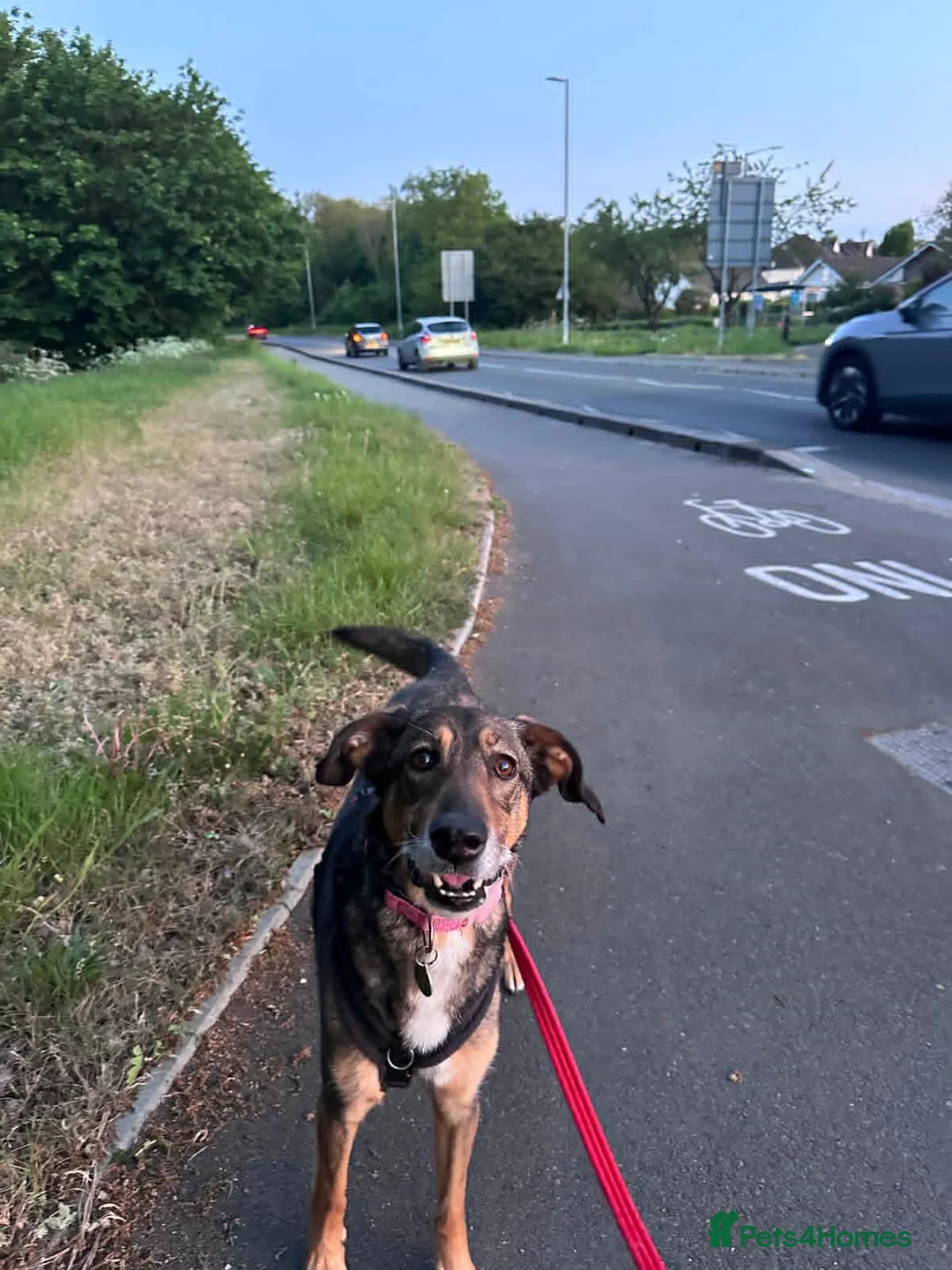 Mixed Breed dogs for adoption: Margot - Gorgeous, 9 Years Old, Mixed Breed Girl in Bournemouth - Advert 2