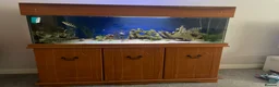 Catfish fish for sale: Full fish tank set up including fish  - Advert 1