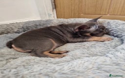 French Bulldog dogs for sale: Quality french bulldogs available to leave 🐾 - Image 36