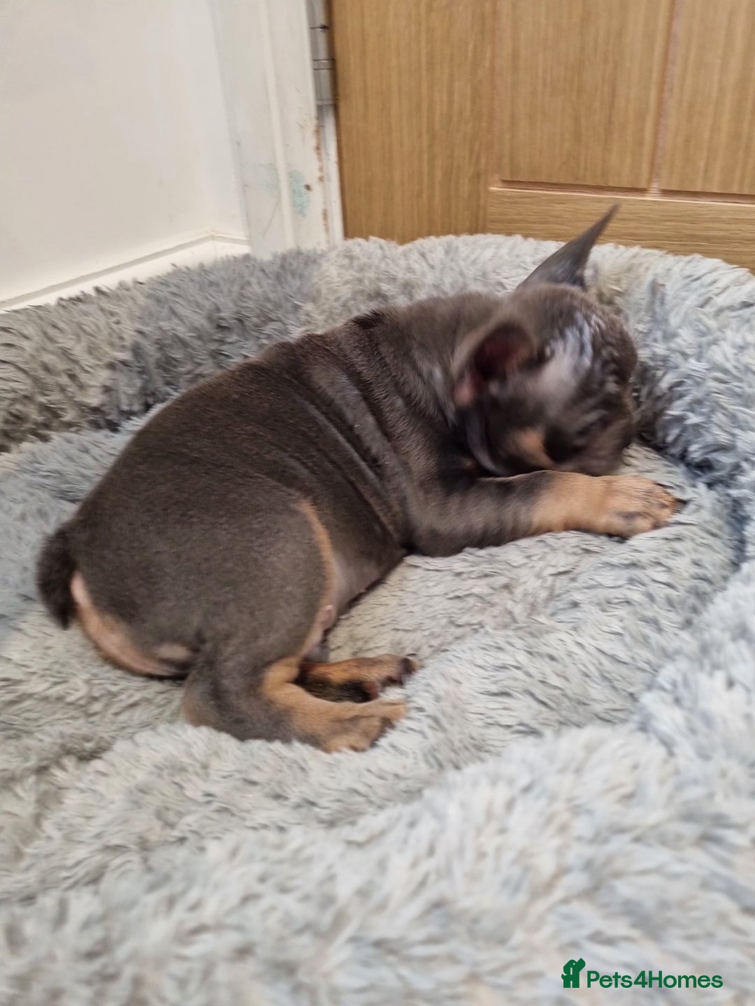 French Bulldog dogs for sale: Quality french bulldogs available to leave 🐾 - Image 36