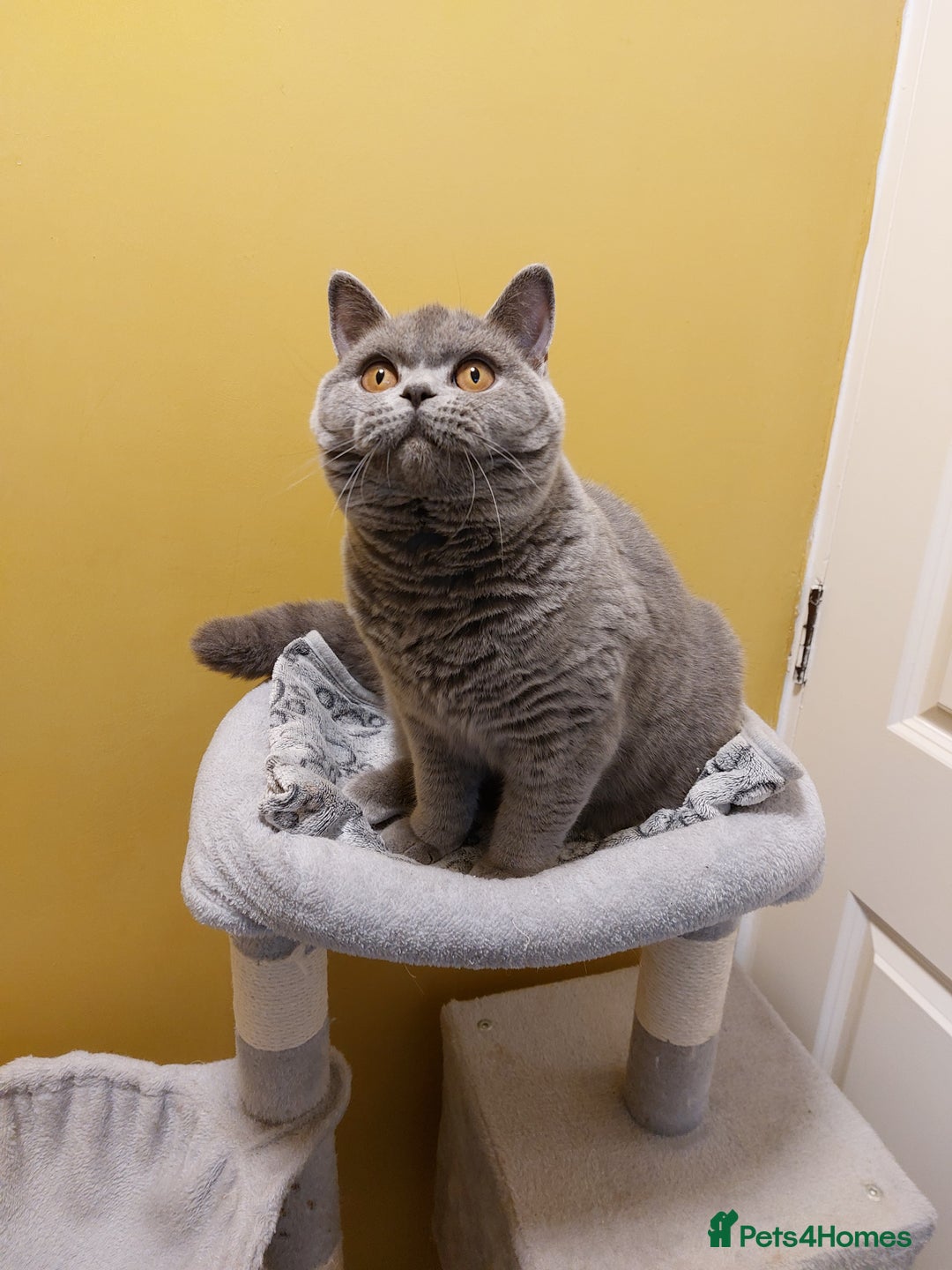 British Shorthair cats for sale: ‼️PRESTIGIOUS‼️🏆CH SIRED FEMAL - Advert 27