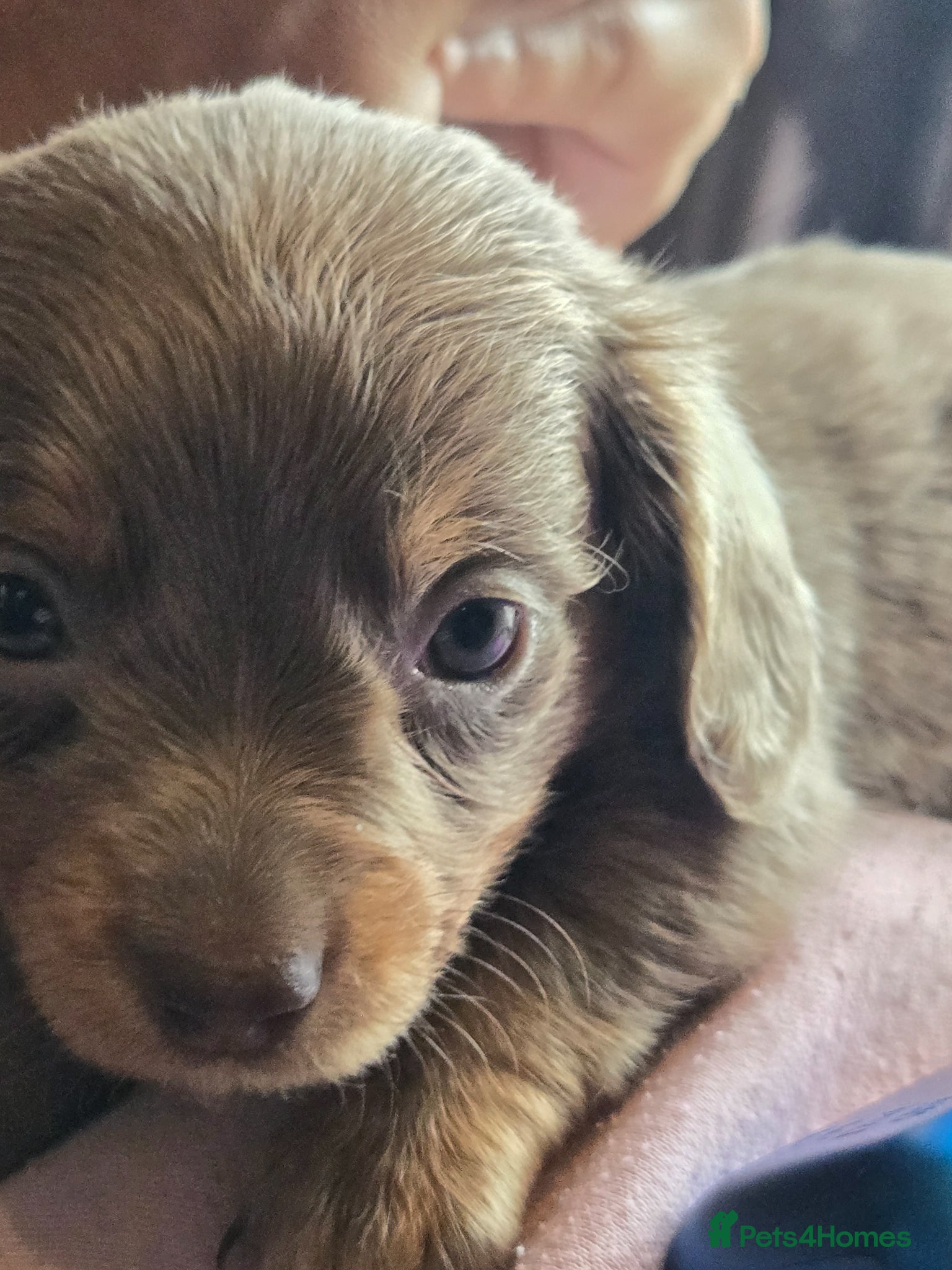 Dachshund dogs for sale: 5 gorgeous dachshund puppies for loving homes in Ludlow - Advert 28