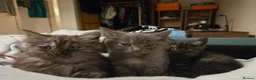 Mixed Breed cats for sale: X3 doll face persians  - Advert 3
