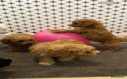 Cockapoo dogs for sale: Cockapoo F1B - Image 3