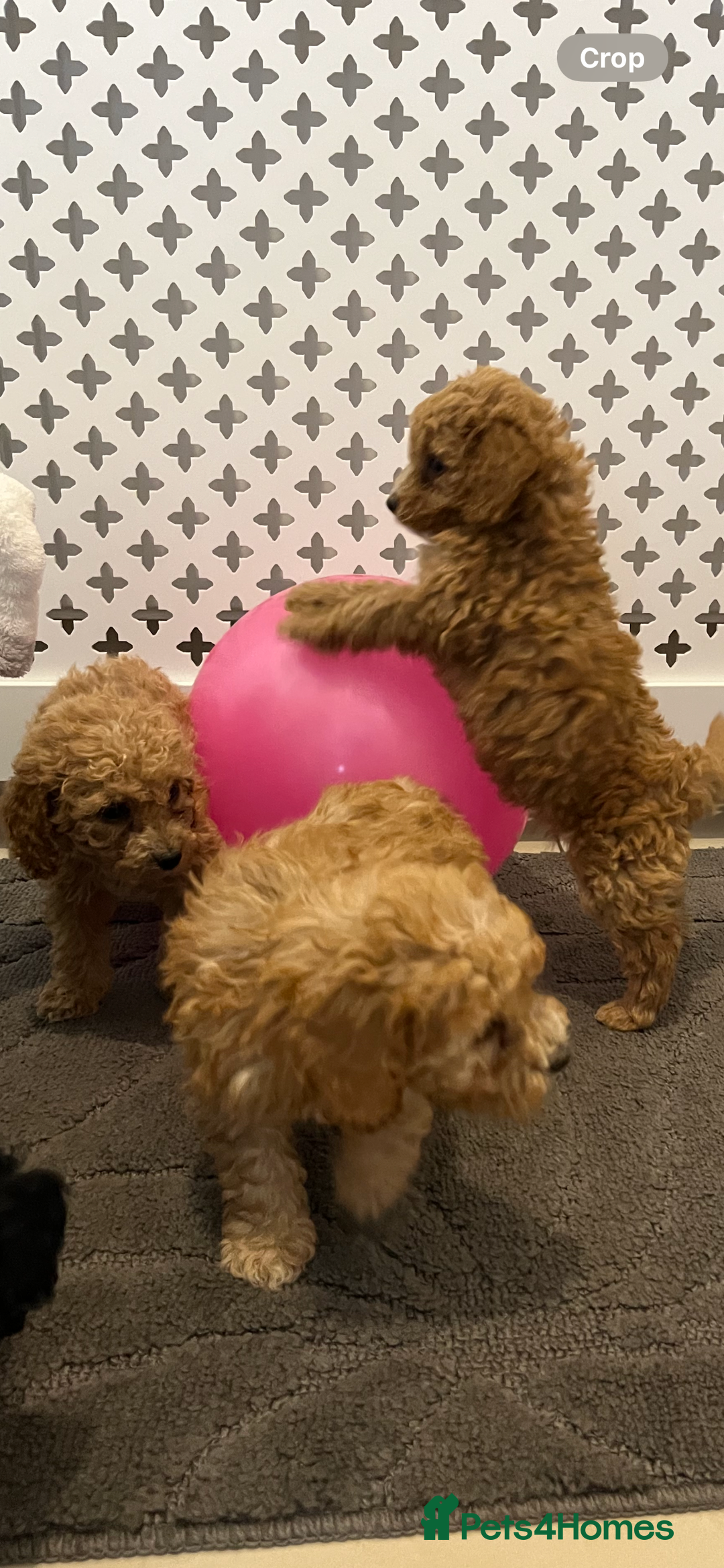 Cockapoo dogs for sale: Cockapoo F1B - Image 3