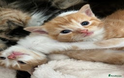 Persian cats for sale: Lovely little kittens  - Image 4