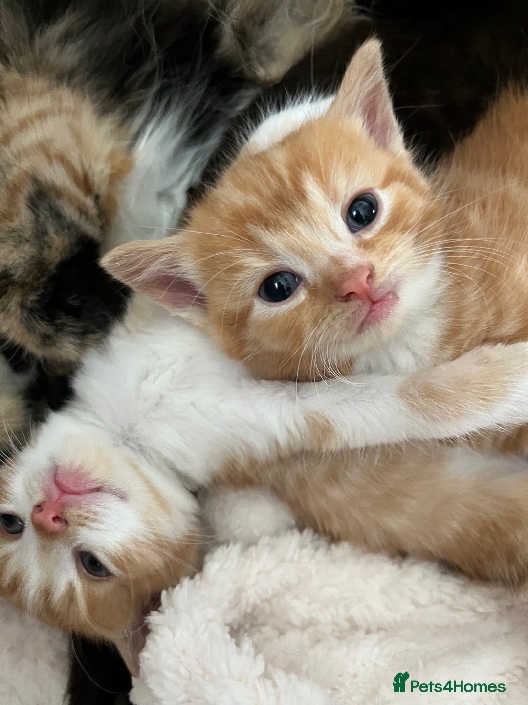 Persian cats for sale: Lovely little kittens  - Image 4