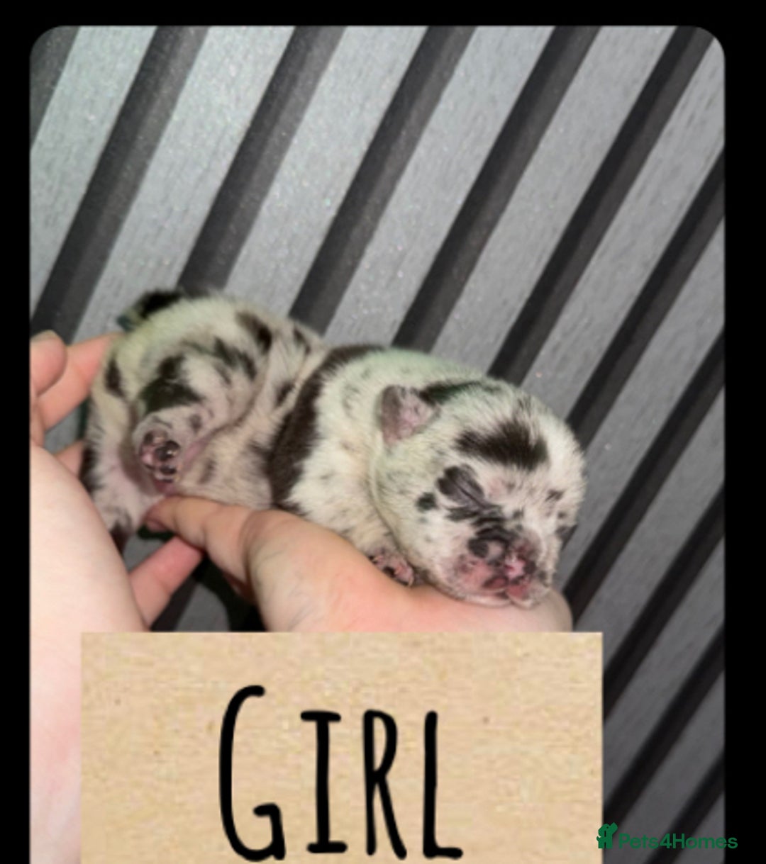 French Bulldog dogs for sale: Frenchie litter - Image 7