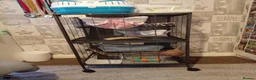 Rat rodents for sale: 3 female baby rats and cage and accessories  - Advert 5