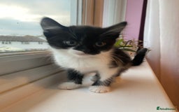 Mixed Breed cats for sale: 3 super fluffy cute kittens  - Image 14