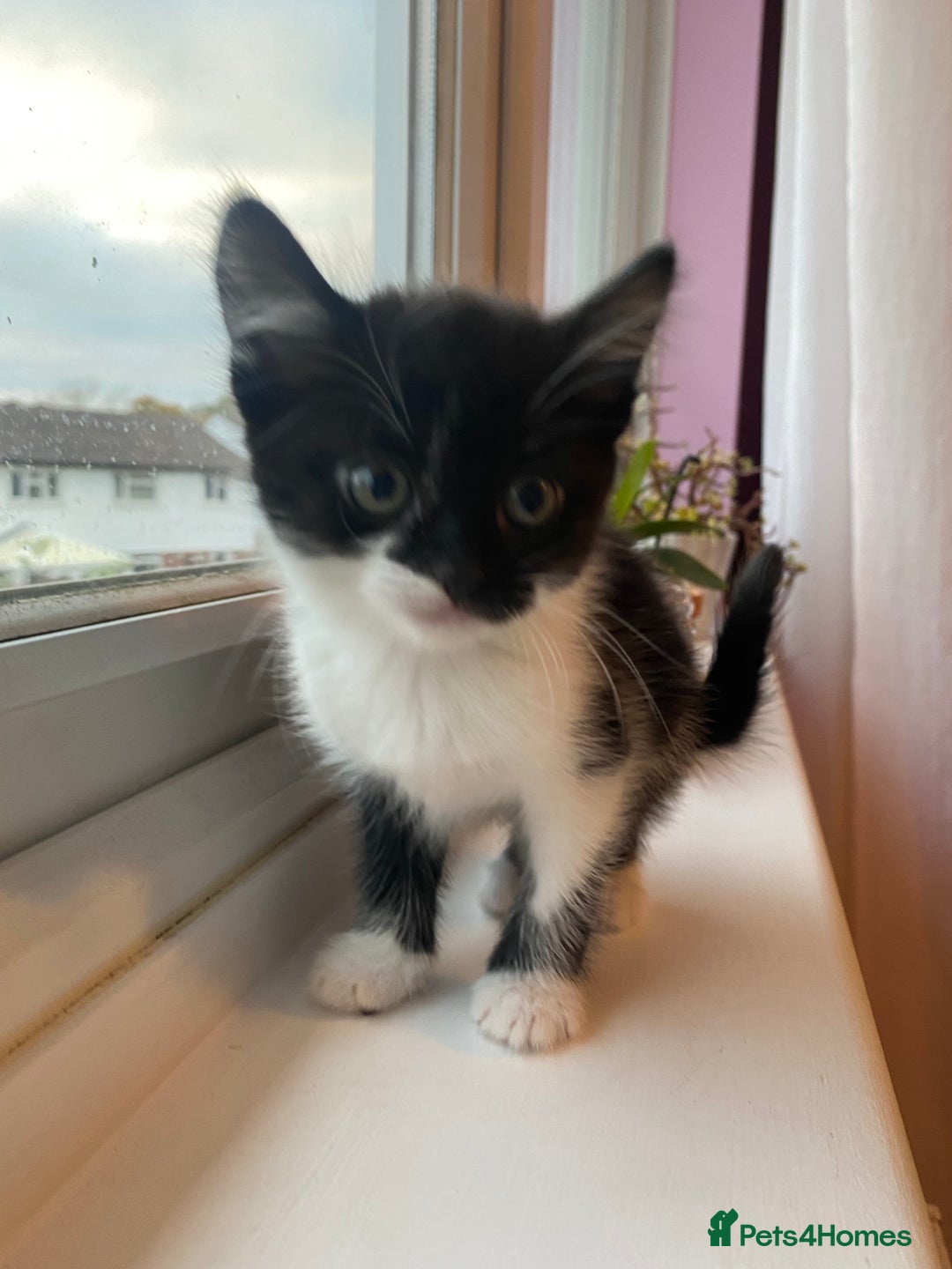 Mixed Breed cats for sale: 3 super fluffy cute kittens  - Image 14