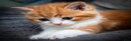Mixed Breed cats for sale: Kitten Ginger Male Hand reared - Advert 7