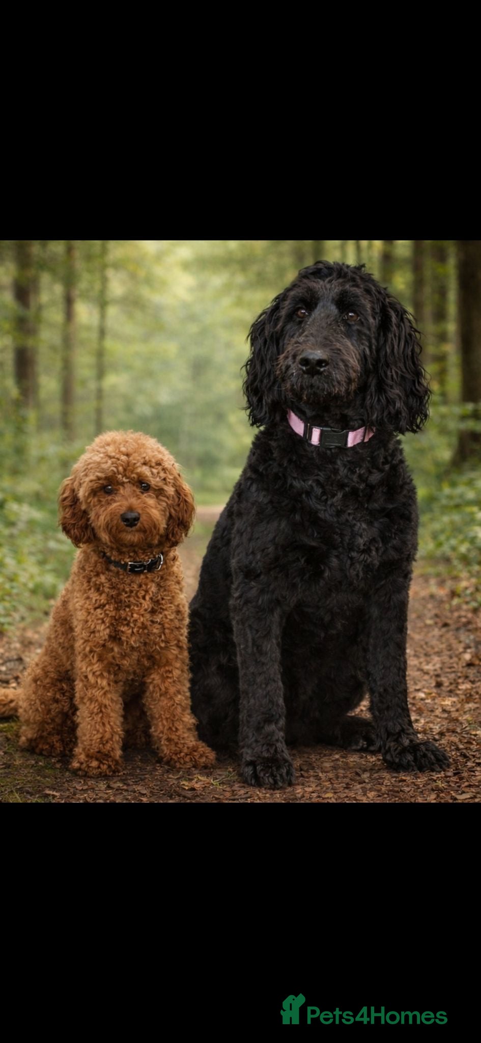 Miniature Poodle dogs Red Mini Poodle PRA Clear & Other DNA Clear in Mansfield - Advert 17