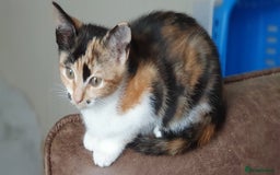 Mixed Breed cats for sale: Gorgeous friendly kittens - Image 5