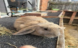 Mixed Breed rabbits for sale: Mixed breeds rabbits 8-12 weeks old  - Image 7