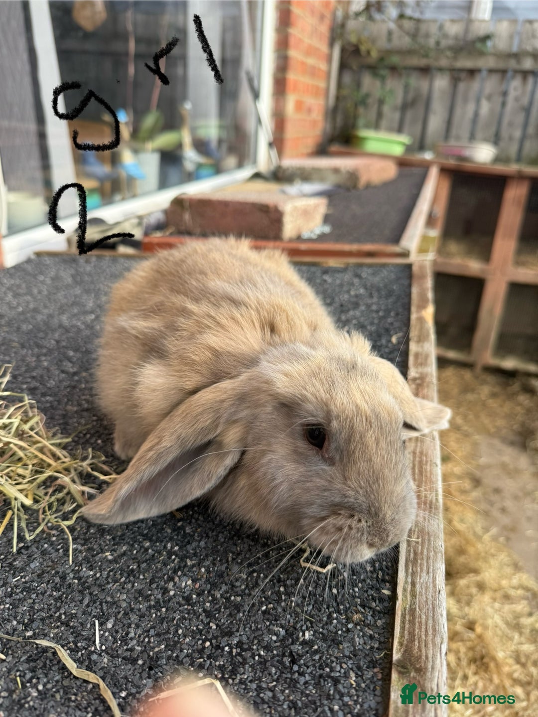 Mixed Breed rabbits for sale: Mixed breeds rabbits 8-12 weeks old  - Image 7