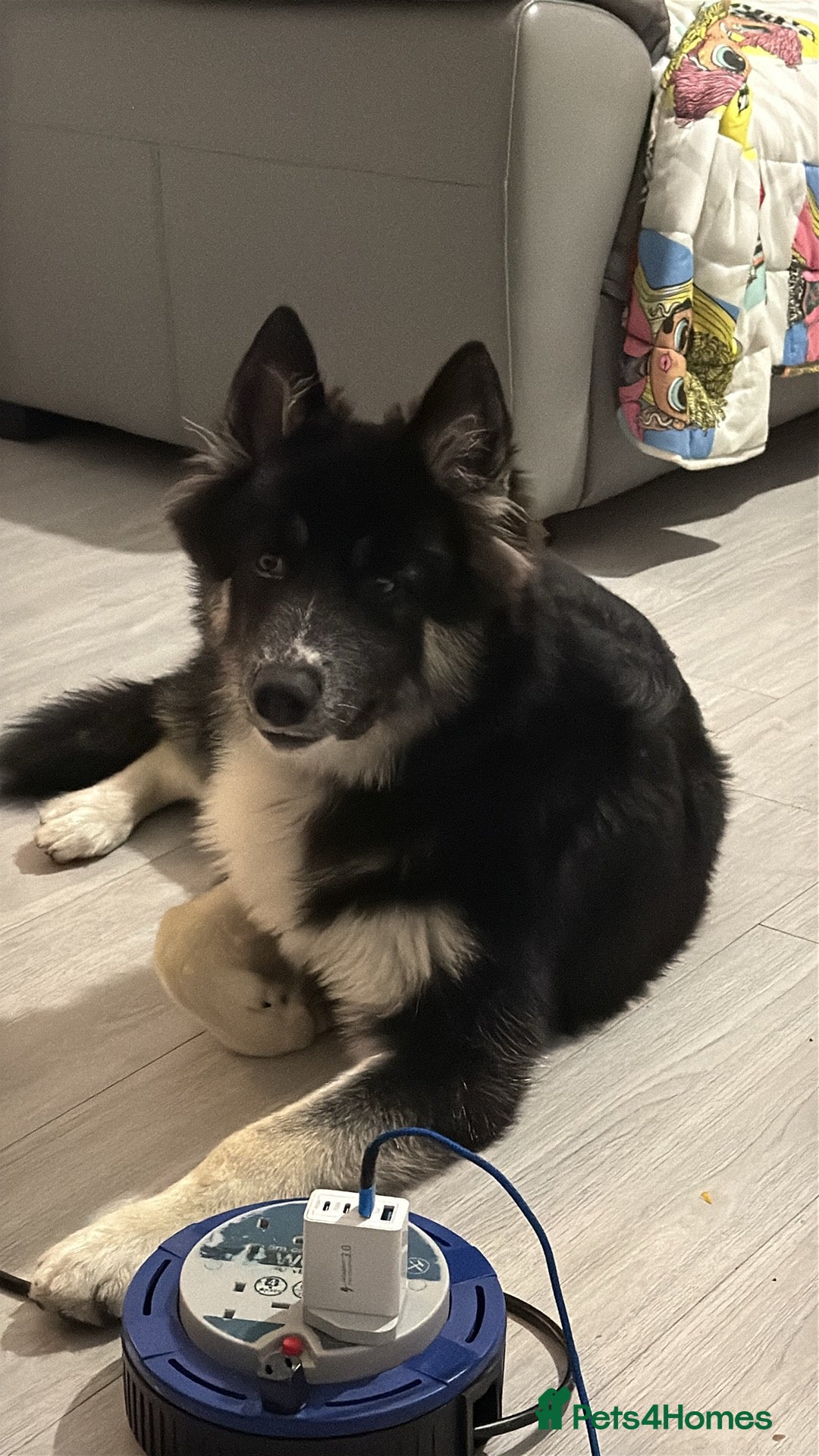 Utonagan dogs 10 month old husky x malamute - Advert 1