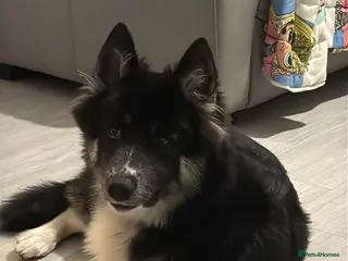 Utonagan dogs 10 month old husky x malamute - Advert 1