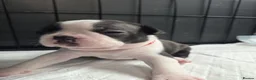 Boston Terrier dogs for sale: Boston Terrier Puppies  in Port Talbot - Advert 19
