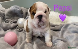 English Bulldog dogs for sale: Beautiful KC female puppy available  - Image 7