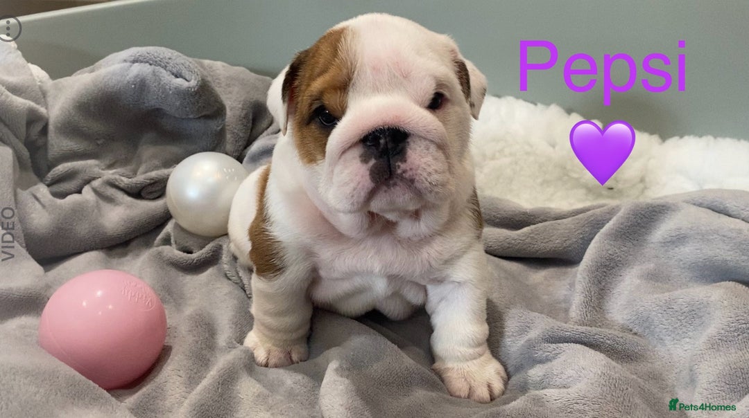 English Bulldog dogs for sale: Beautiful KC female puppy available  - Image 7