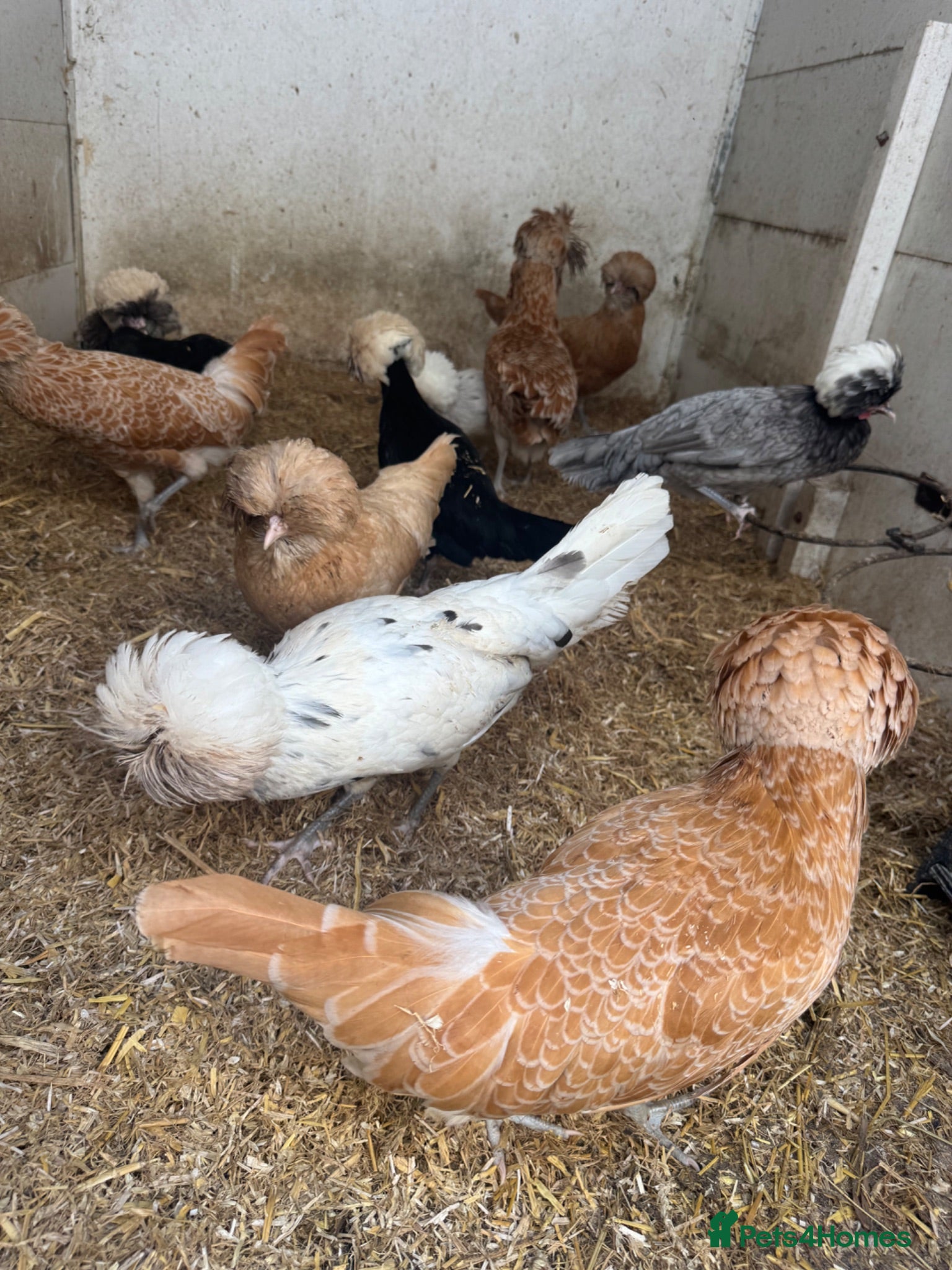 Chickens poultry Polish bantams - Advert 2