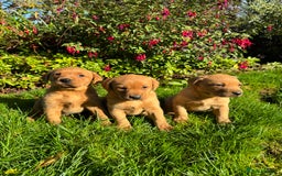 Labrador Retriever dogs for sale: KC Registered Fox Red Labrador Puppies  - Image 2