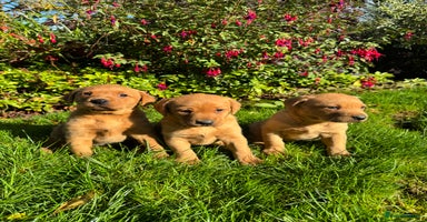 Labrador Retriever dogs - Advert 11