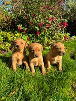Labrador Retriever dogs - Advert 13