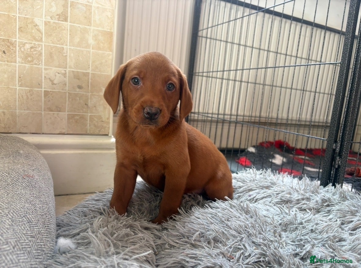 Labradoodle dogs F1B Quality Health Tested Fox Red Labradoodle  - Advert 2