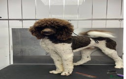 Goldendoodle dogs for sale: F1 Goldendoodle black Puppies - Image 17