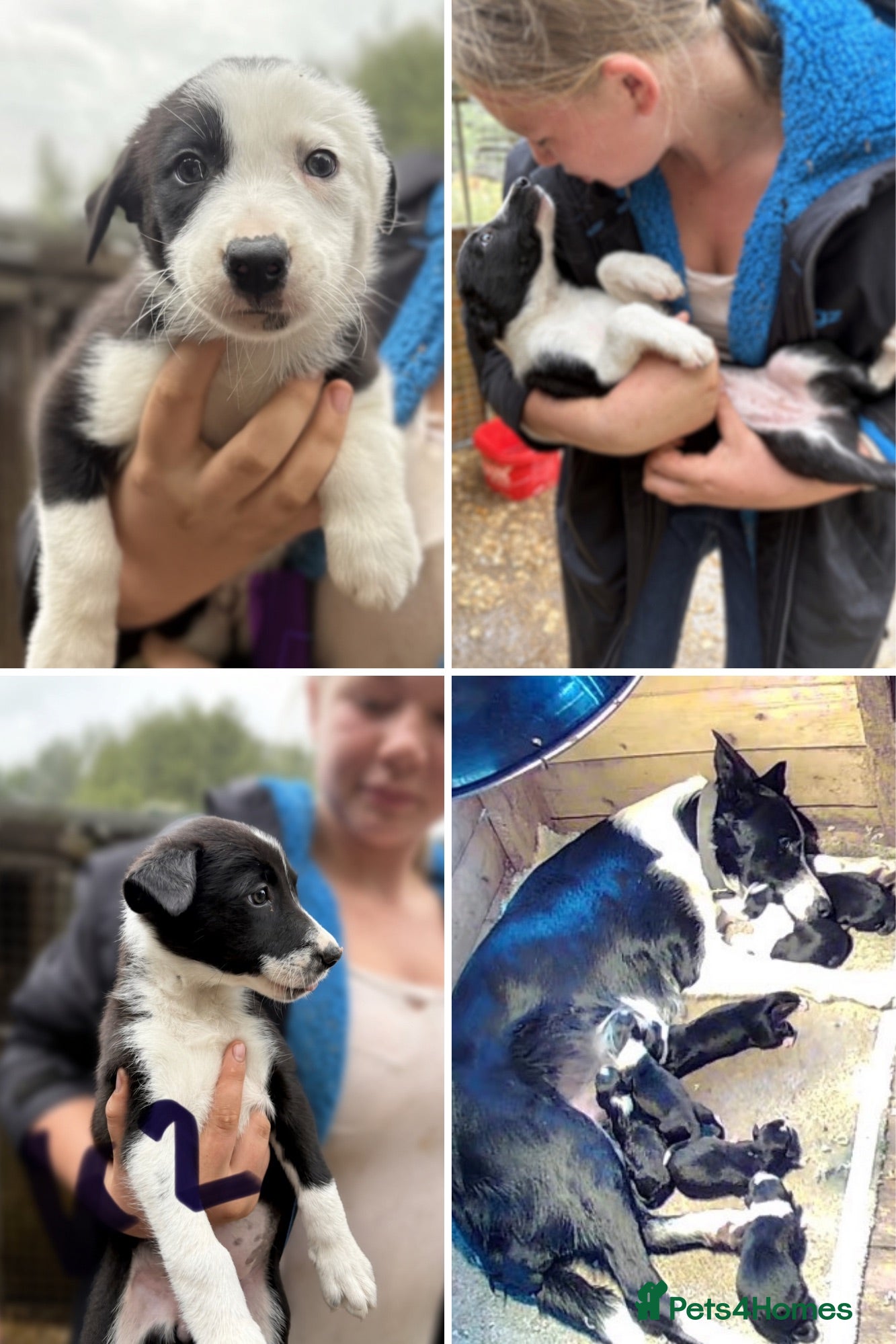 Border Collie dogs Black & White Border Collie Puppies - Advert 1