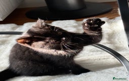 British Shorthair cats for sale: Fluffy Chocolate British Shorthair Kittens 🐾 - Image 30