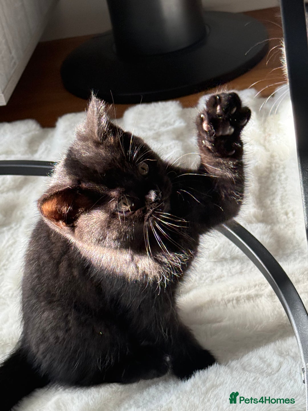 British Shorthair cats for sale: Fluffy Chocolate British Shorthair Kittens 🐾 - Image 30