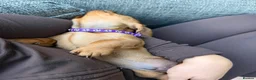 Dachshund dogs for sale: dachshund puppies For sale *1 BOY LEFT purplecol*  - Advert 5
