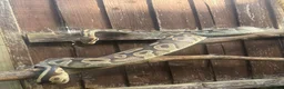 Python Snake reptiles for sale: Female friendly ball python  in Mansfield - Advert 3