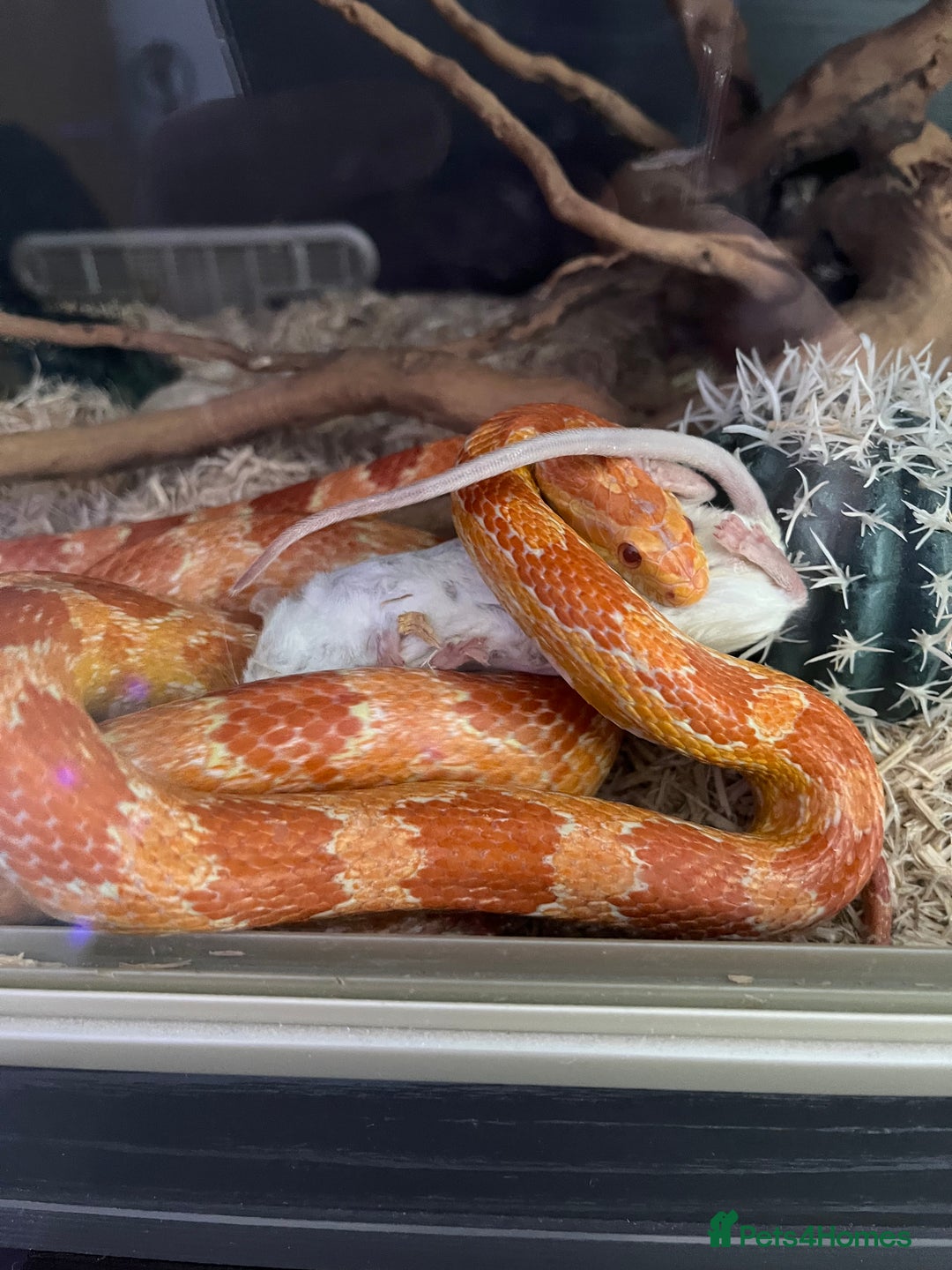Corn Snake reptiles for sale: eight corn snakes hatchlings ready to be bought ! - Image 12