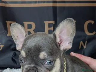 French Bulldog dogs ⭐️Gorgeous French Bulldog Puppies⭐️ - Advert 7