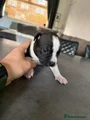 Staffordshire Bull Terrier 8 Rosie