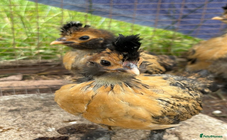 Chickens poultry - Advert 18