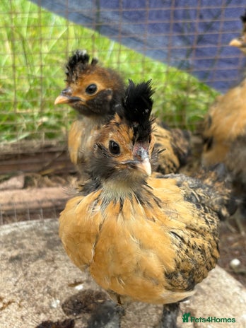 Chickens poultry - Advert 14