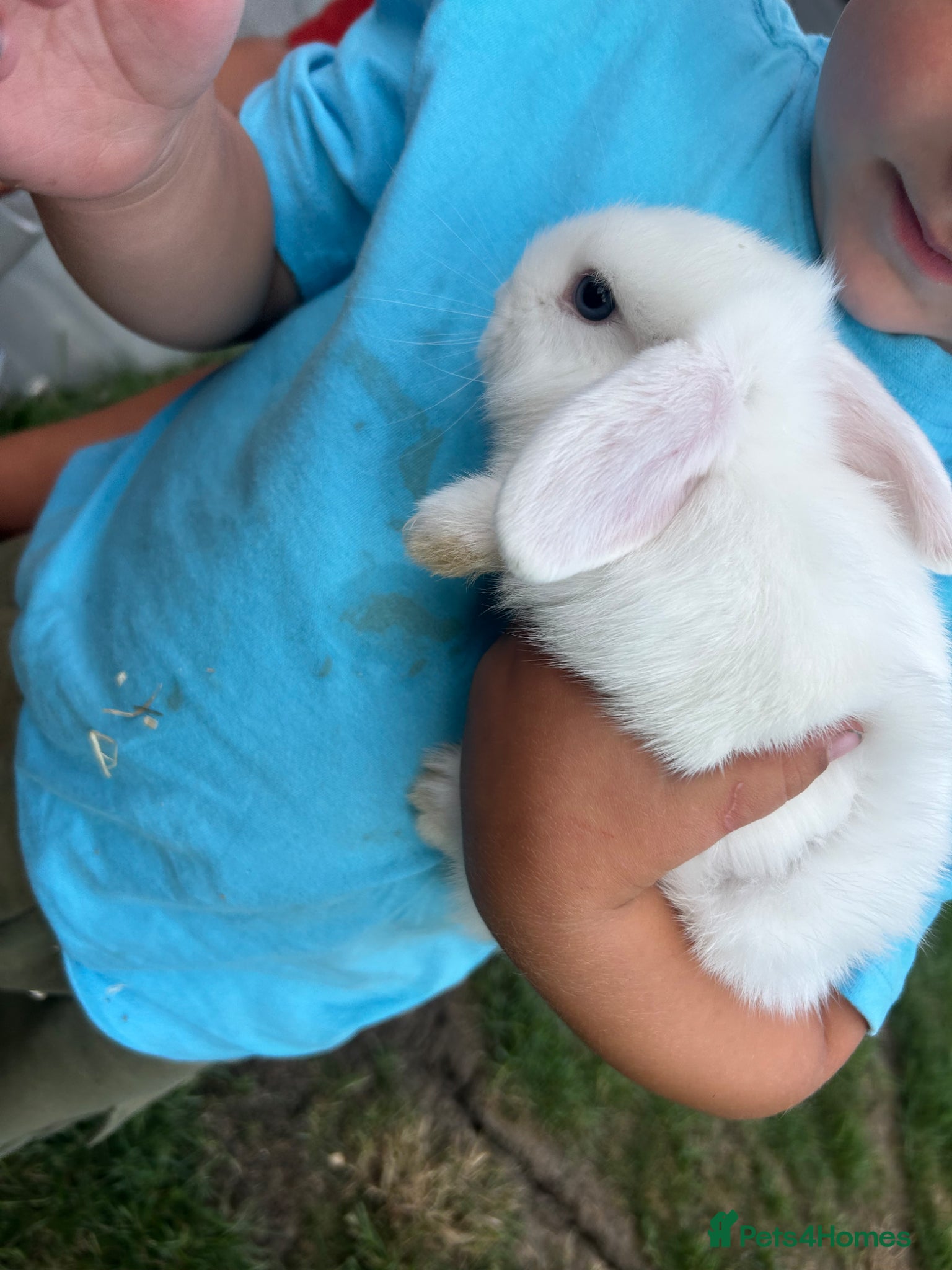 Mixed Breed rabbits for sale: 4 x baby bunnies for sale - Advert 5